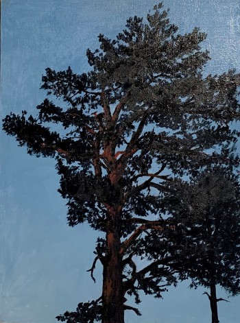 Nr. 3 Skizze Kiefern 2023 Öl a Malplatte 40 x 30 cm